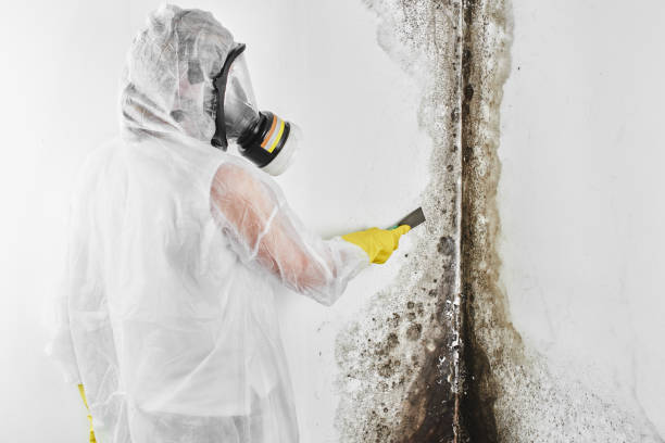 Best Mold Damage Repair  in Bren Arrow, OK