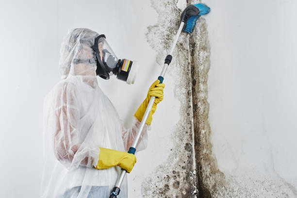 Reliable Broken Arrow, OK Mold Removal Solutions