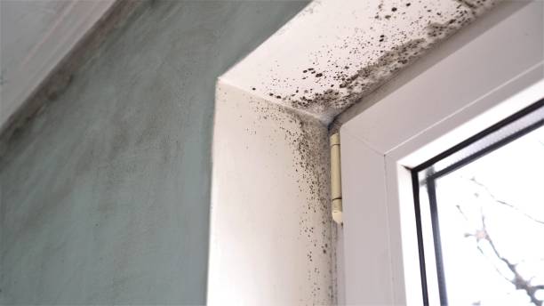 Certified Mold Removal in Broken Arrow, OK