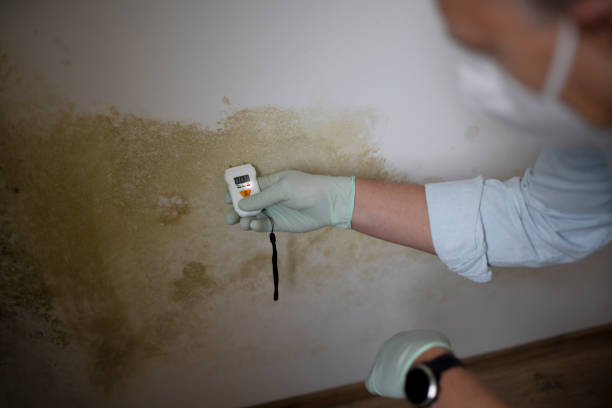 Best Local Mold Removal Service  in Bren Arrow, OK