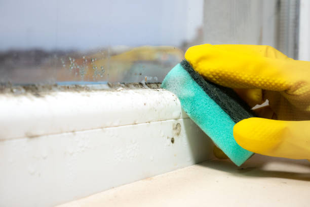 Best Toxic Mold Removal  in Bren Arrow, OK